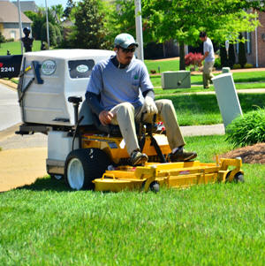 DMC LANDSCAPE, lawn service, trees, removed, palms, trimmed, irragation, tolleson, surprise, guadalupe